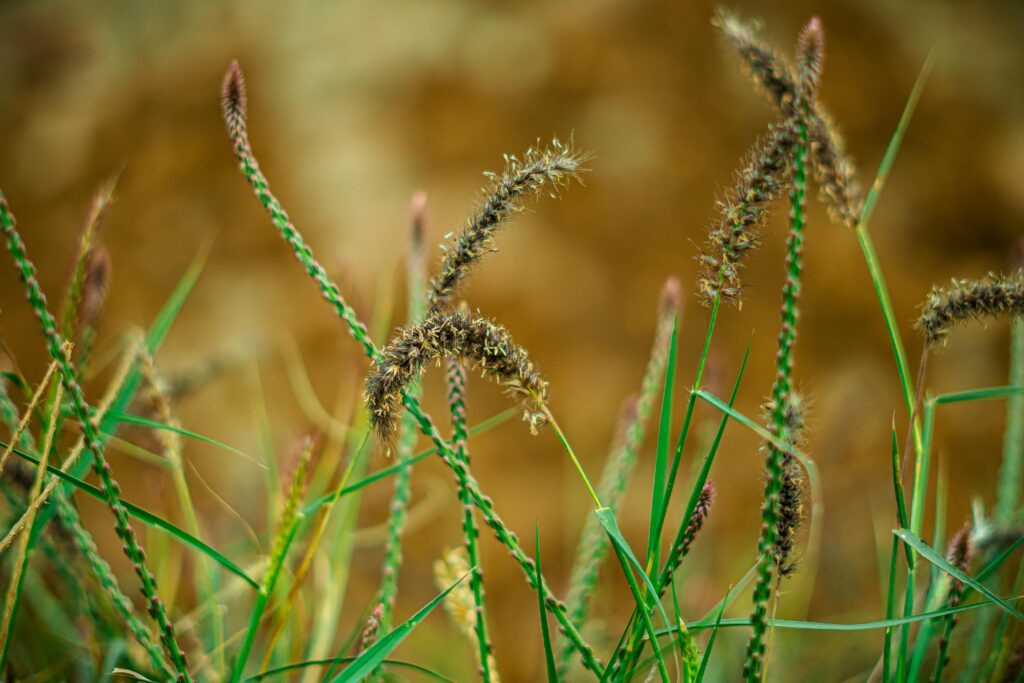 Detailed shot of wild grass blades and seed heads in a sunlit field.