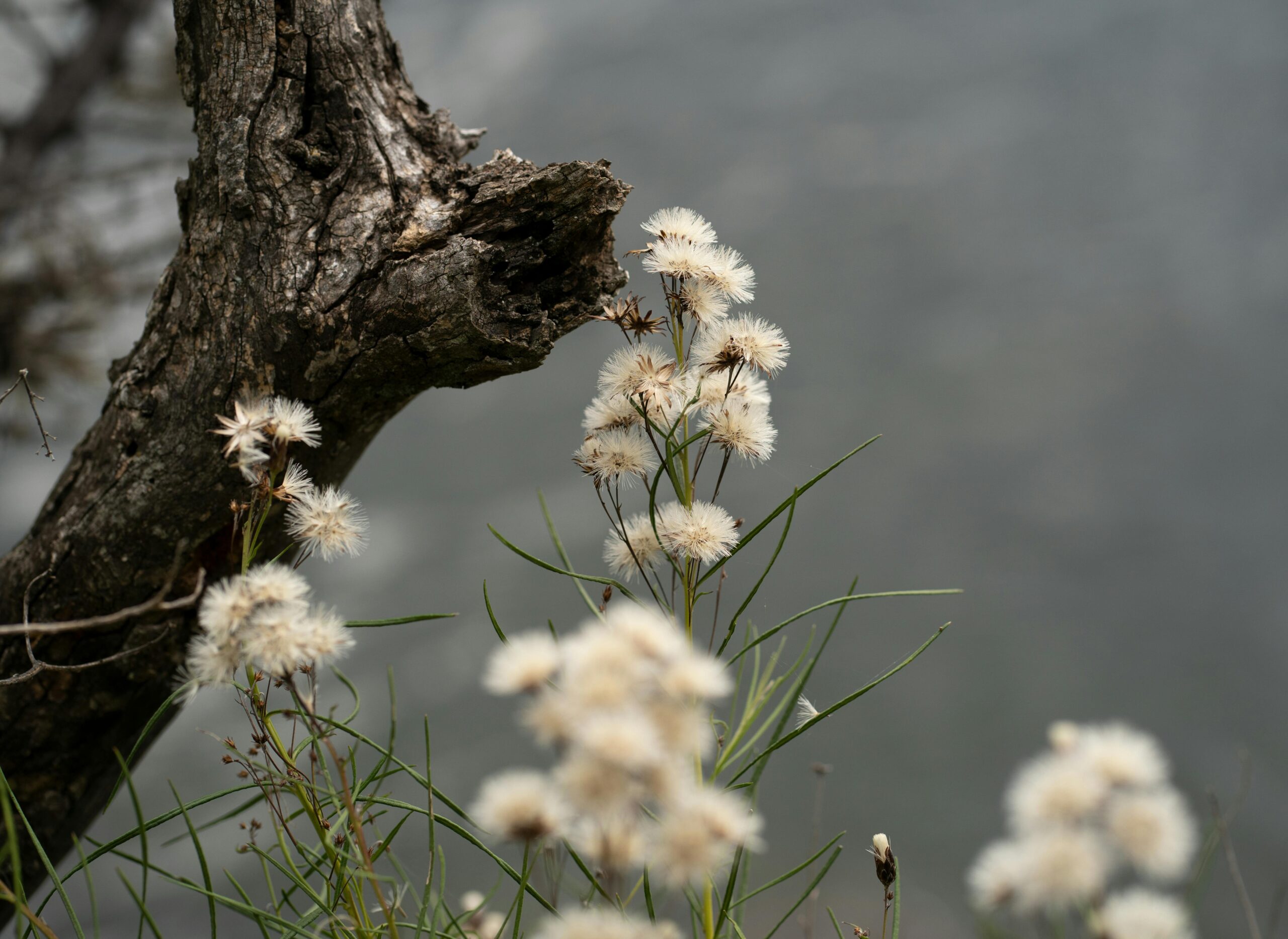 Close-up view of delicate white wildflowers beside rugged tree bark in natural setting.
